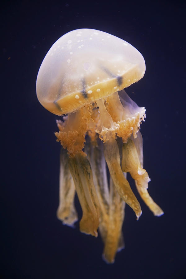 Jellyfish Photograph by Brandon Tabiolo / Design Pics