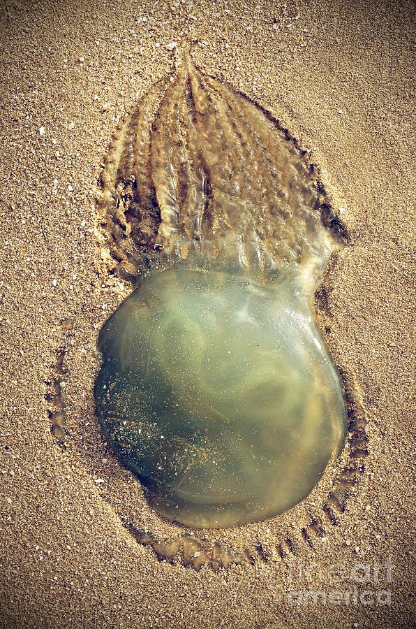 Nature Photograph - Jellyfish by Carlos Caetano
