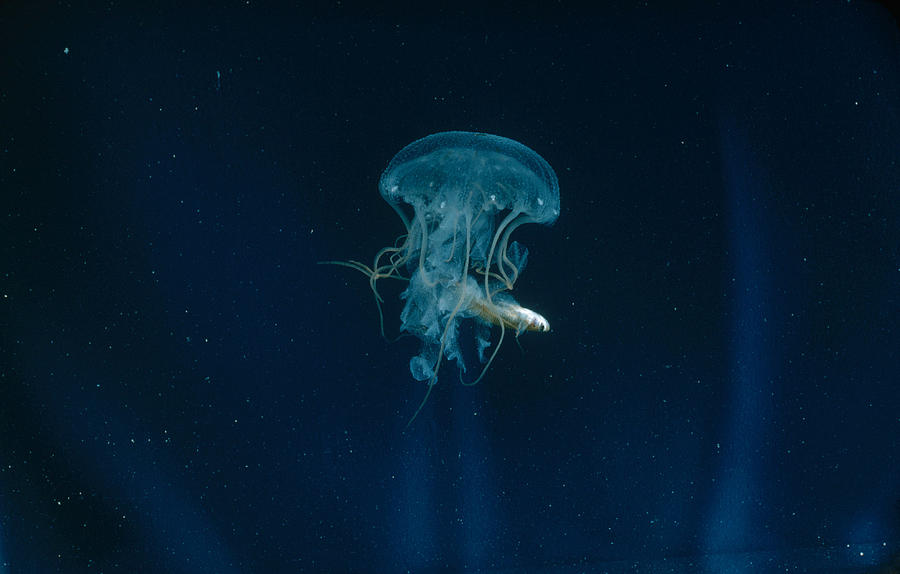 Jellyfish Catching Fish Photograph by Robert C. Hermes