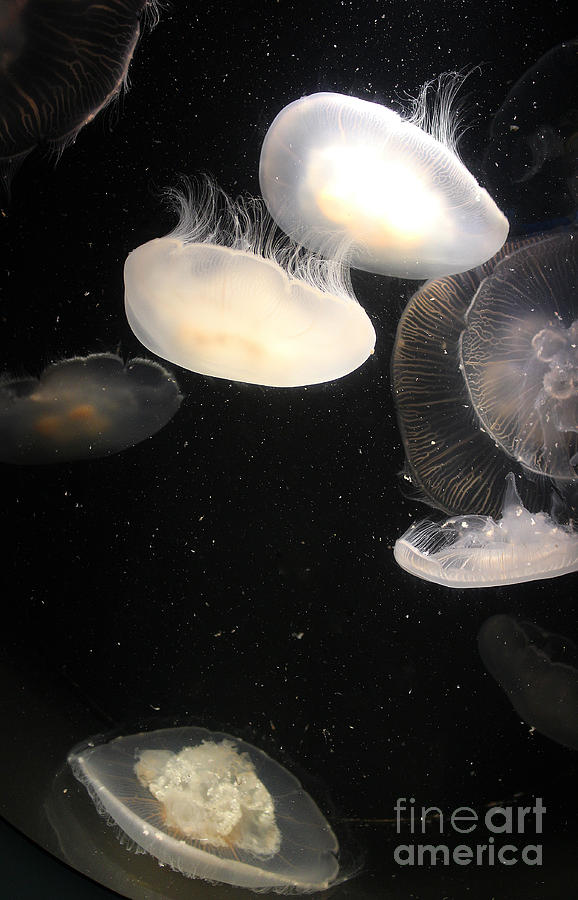 Jellyfish Cluster 1 Photograph by Cheryl Del Toro
