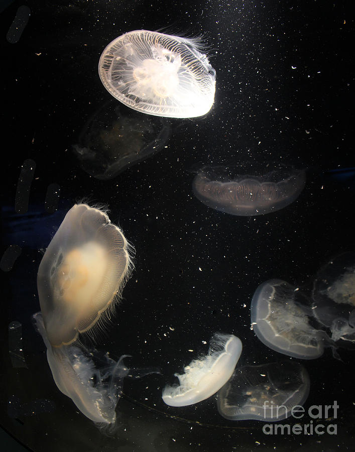 Jellyfish Cluster 2 Photograph by Cheryl Del Toro
