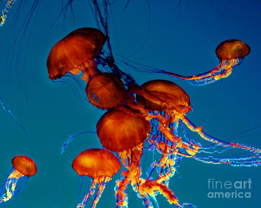 Jellyfish Colors Photograph by Tap On Photo