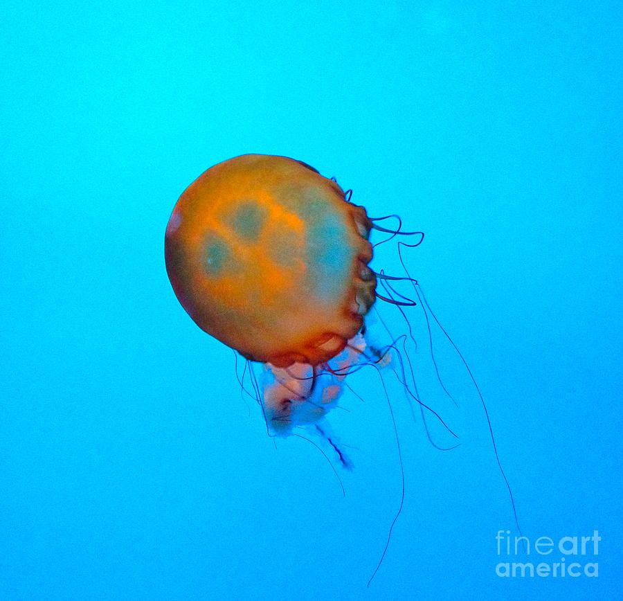 Jellyfish Photograph by Debbi Granruth
