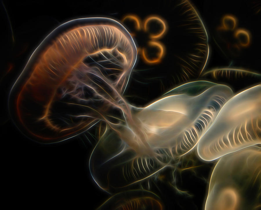 Jellyfish Digital Art Digital Art by Ernest Echols