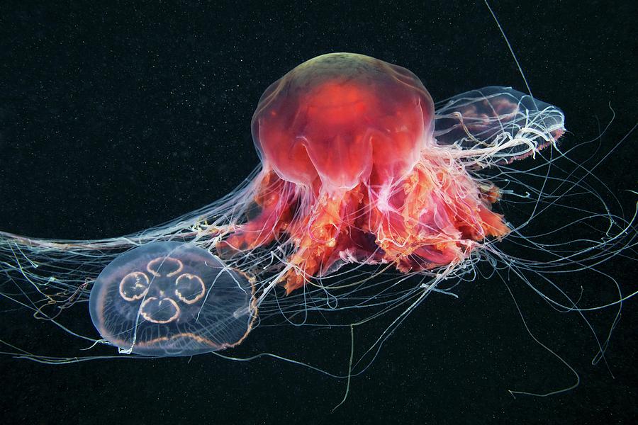 Nature Photograph - Jellyfish Feeding by Alexander Semenov