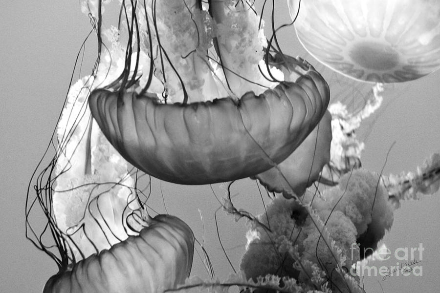 Black And White Photograph - Jellyfish Floating By by Artist and Photographer Laura Wrede