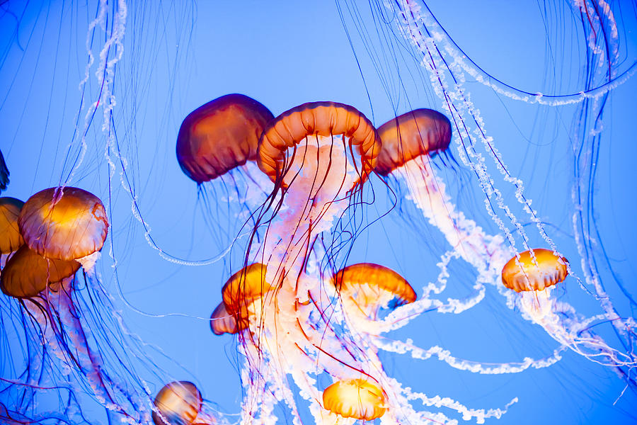 Jellyfish Floating in Water Photograph by Adamkaz