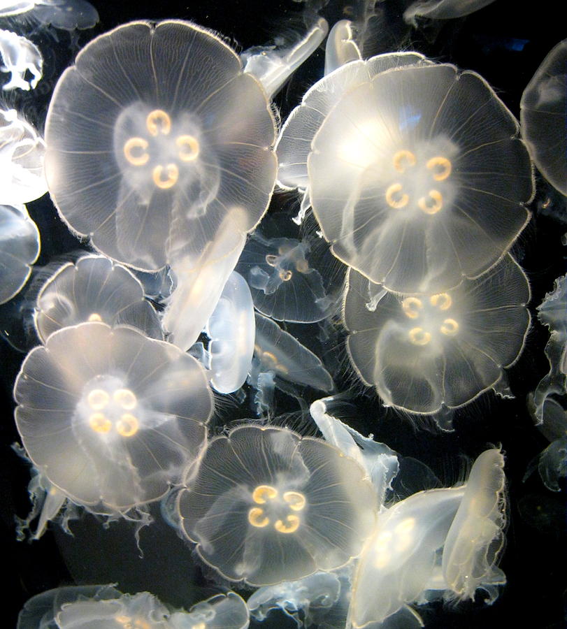 Jellyfish Garden Photograph by RichCaspian Photography - Fine Art America