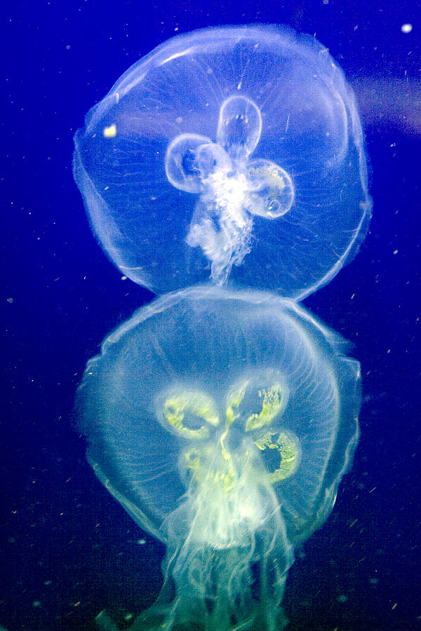 Jellyfish Photograph by Gene Walls