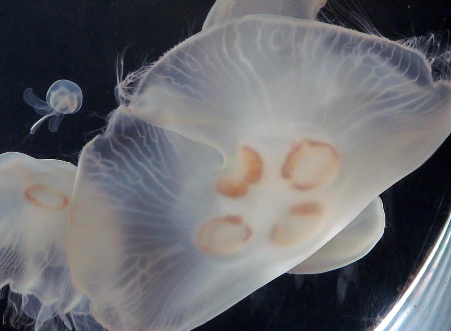 Jellyfish Greeting Photograph by Loretta Pokorny