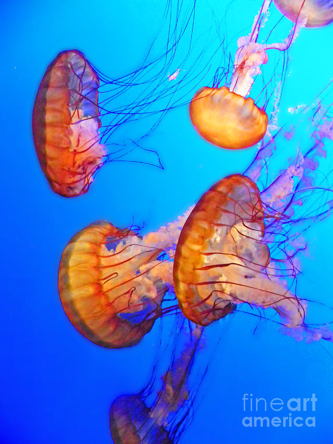 Jellyfish Photograph - Jellyfish II by Elizabeth Hoskinson