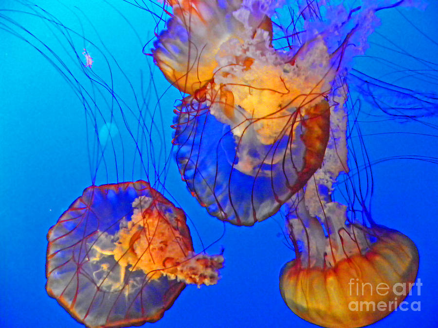 Jellyfish III Photograph by Elizabeth Hoskinson
