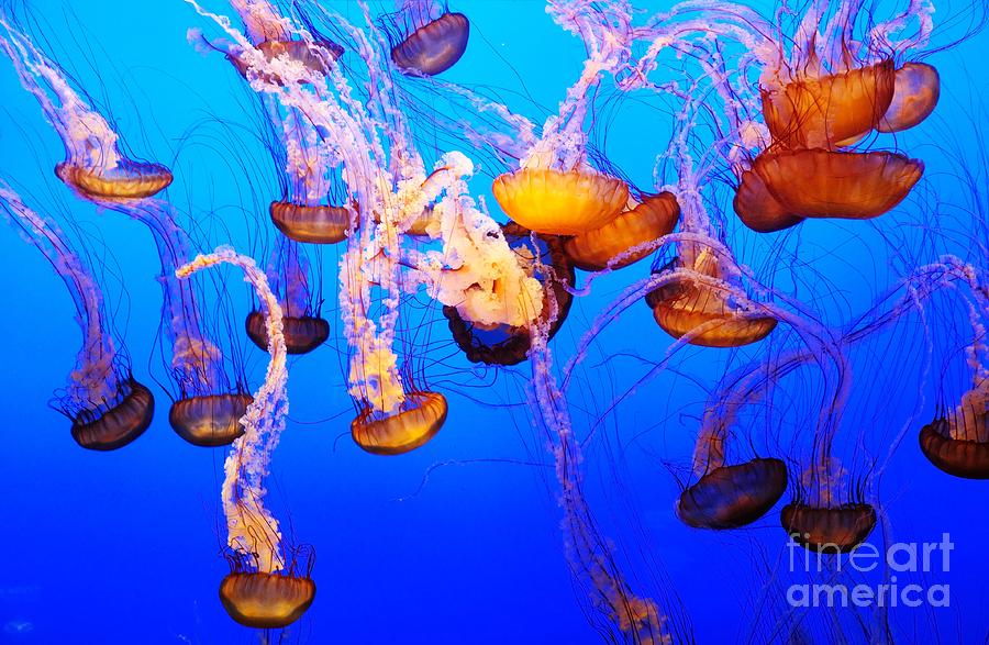 Jellyfish in Abundance Photograph by Vivian Christopher