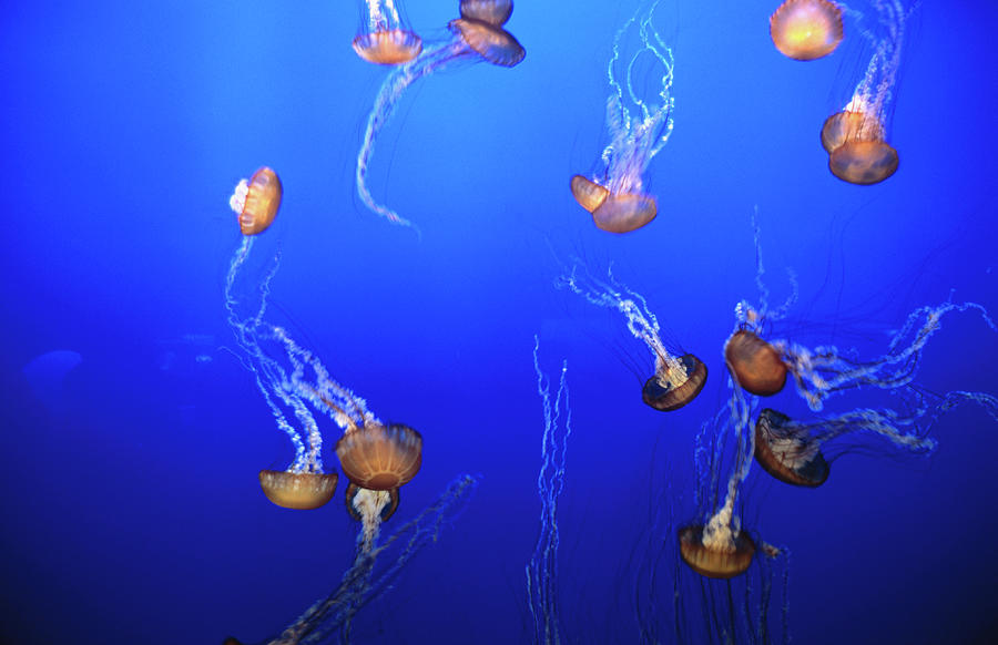 Jellyfish In Monterey Bay Aquarium Photograph by Holger Leue