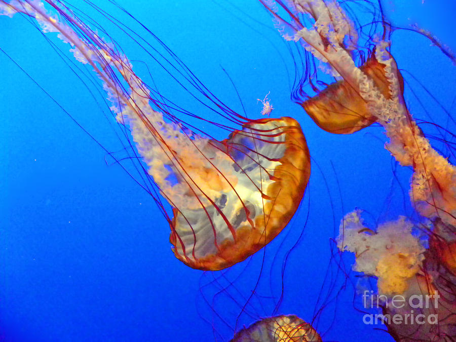 Jellyfish IV Photograph by Elizabeth Hoskinson