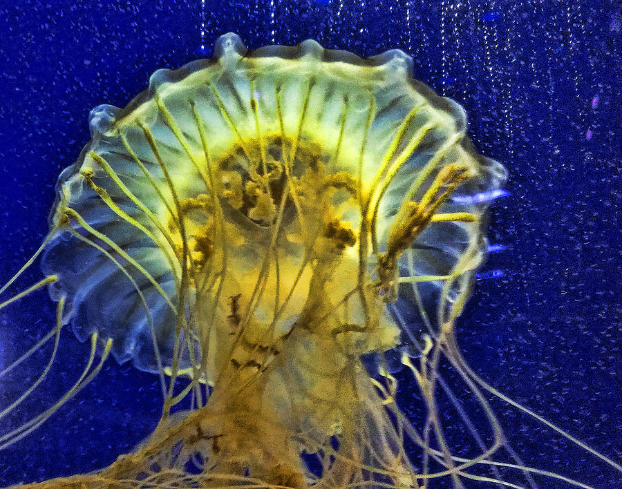 janet jellyfish