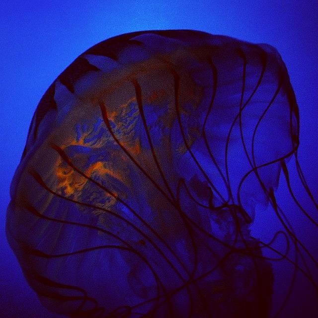 Blue Photograph - #jellyfish #jellies #underwater by Kerri Ann McClellan