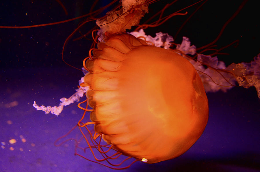 Jellyfish Photograph by Jennifer LaBouff
