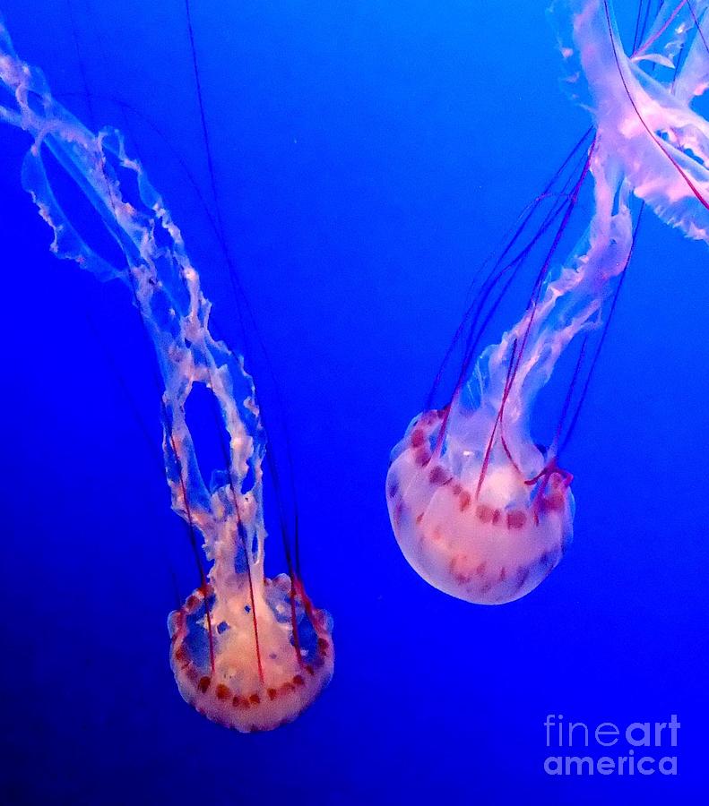 Jellyfish Photograph by Jim Fitzpatrick