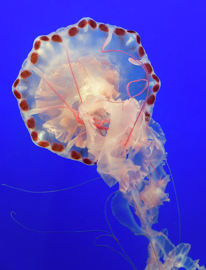 Jellyfish by John Krzesinski (images By John 'k')