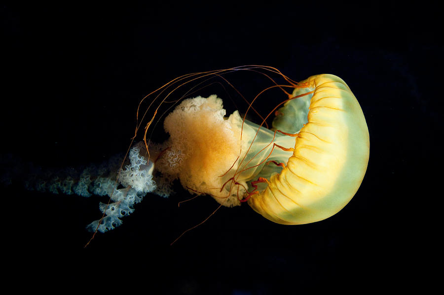 Jellyfish Photograph by John Magyar Photography