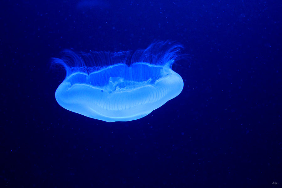 Fish Photograph - Jellyfish by Julien Boutin