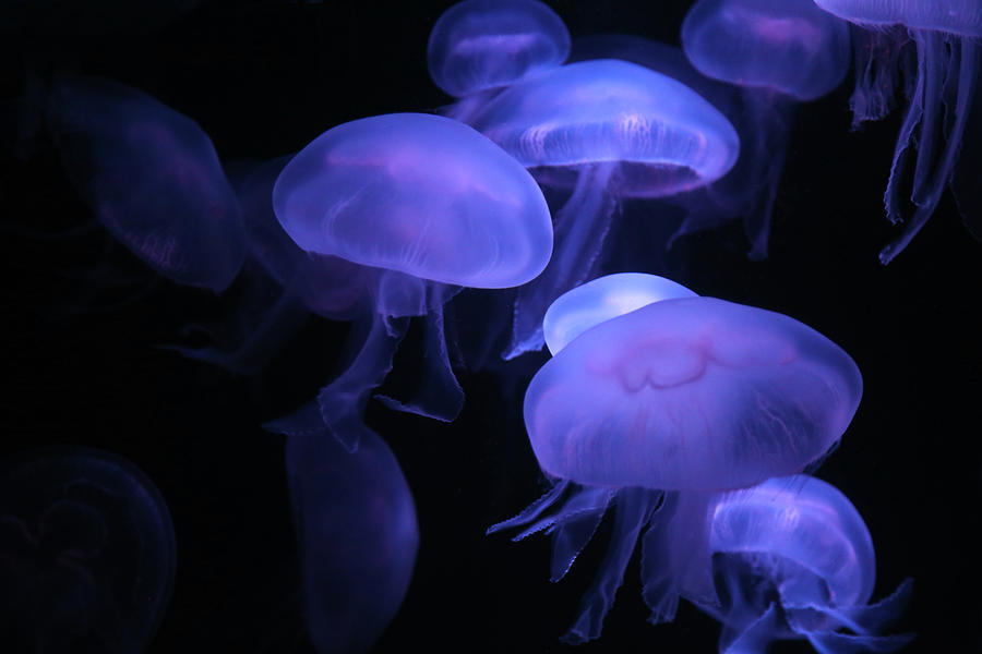 Jellyfish Photograph by Karina Tischlinger