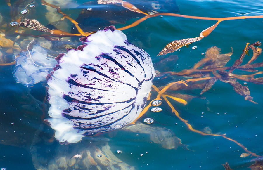 Jellyfish Photograph by Mark Little
