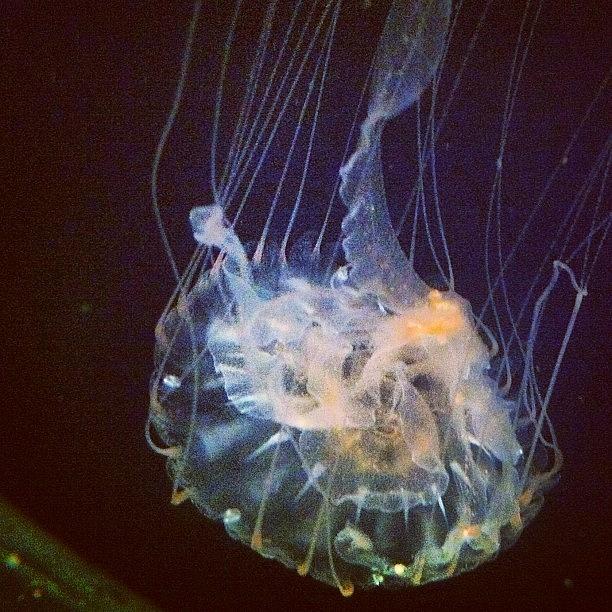 Fish Photograph - Jellyfish by Nathan Jordan