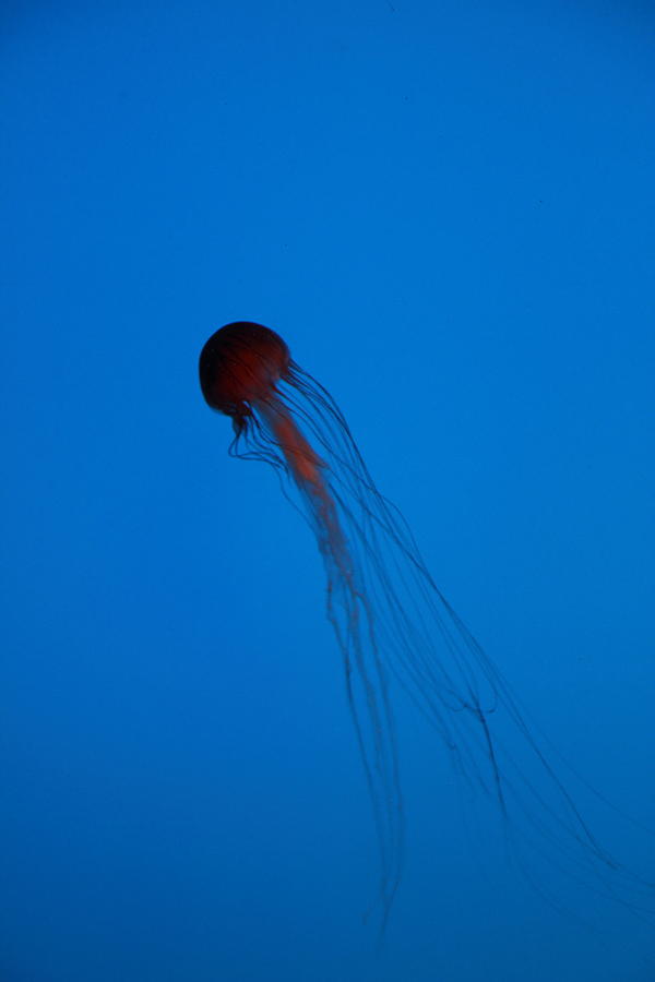 Baltimore Photograph - Jellyfish - National Aquarium in Baltimore MD - 12121 by DC Photographer