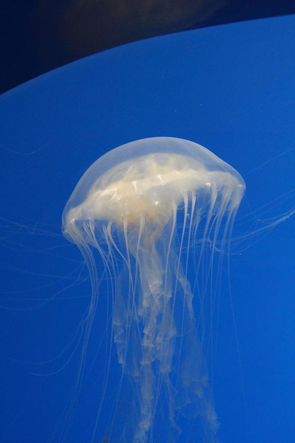 Baltimore Photograph - Jellyfish - National Aquarium in Baltimore MD - 121216 by DC Photographer