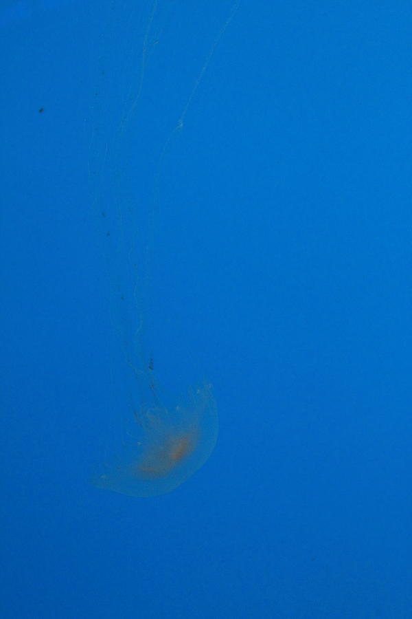 Baltimore Photograph - Jellyfish - National Aquarium in Baltimore MD - 121218 by DC Photographer