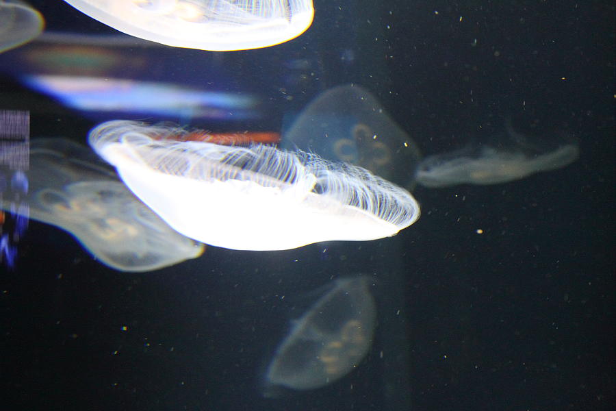 Baltimore Photograph - Jellyfish - National Aquarium in Baltimore MD - 121219 by DC Photographer