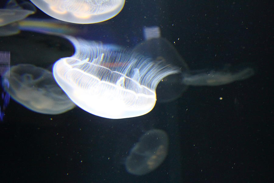 Baltimore Photograph - Jellyfish - National Aquarium in Baltimore MD - 121220 by DC Photographer