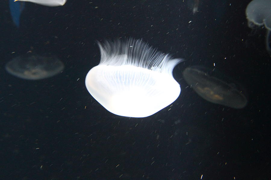 Baltimore Photograph - Jellyfish - National Aquarium in Baltimore MD - 121222 by DC Photographer