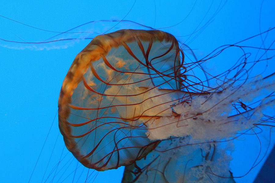 Baltimore Photograph - Jellyfish - National Aquarium in Baltimore MD - 121225 by DC Photographer