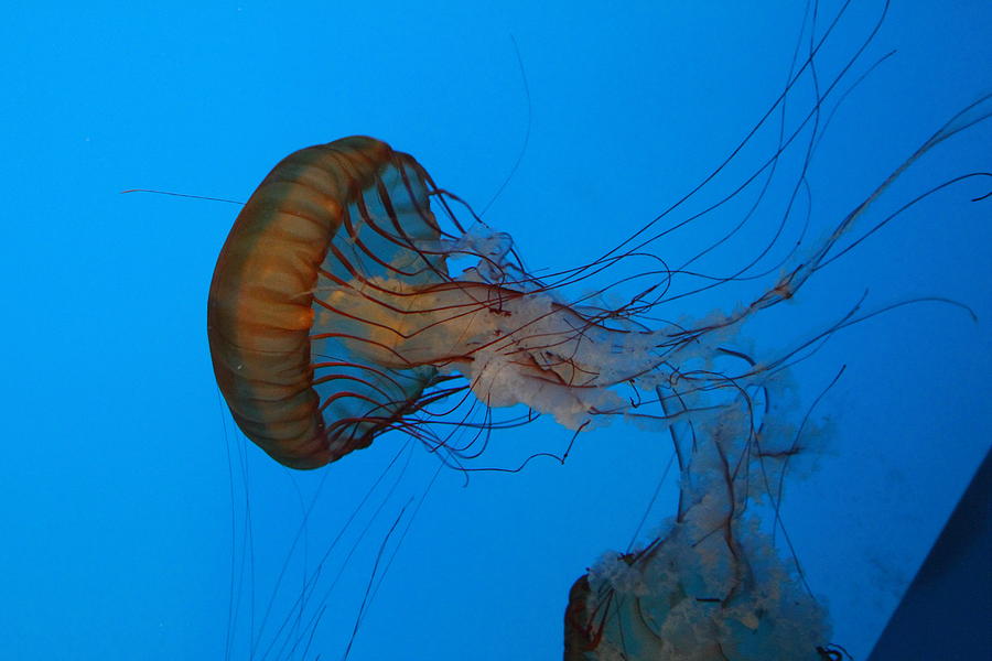 Jellyfish - National Aquarium In Baltimore Md - 121226 Photograph by DC ...