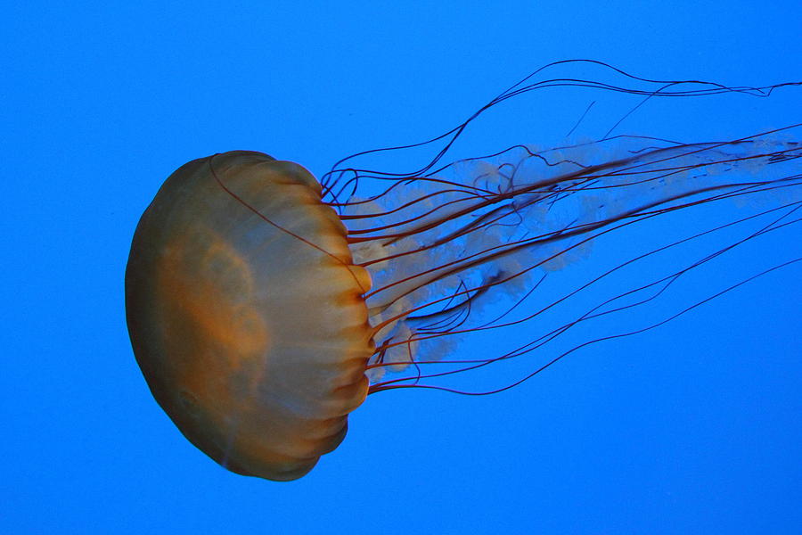 Jellyfish - National Aquarium in Baltimore MD - 121227 Photograph by DC Photographer