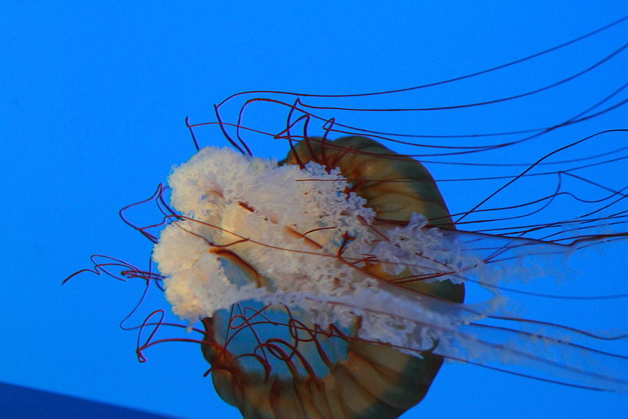 Baltimore Photograph - Jellyfish - National Aquarium in Baltimore MD - 121228 by DC Photographer