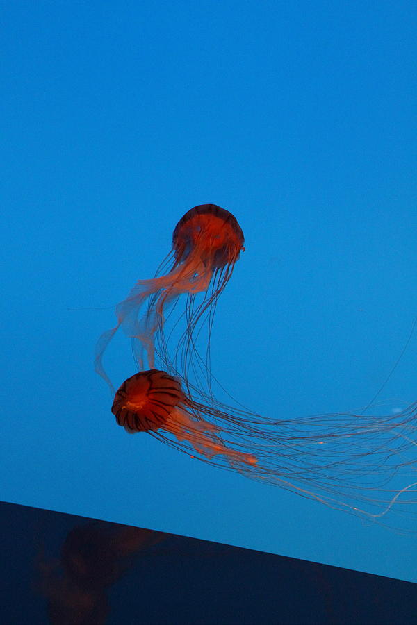 Baltimore Photograph - Jellyfish - National Aquarium in Baltimore MD - 121229 by DC Photographer