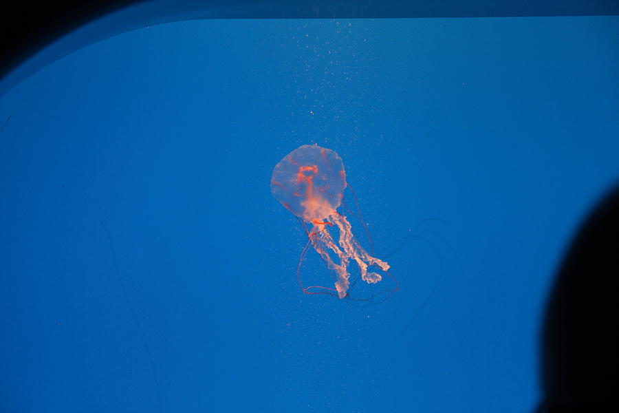 Baltimore Photograph - Jellyfish - National Aquarium in Baltimore MD - 121231 by DC Photographer
