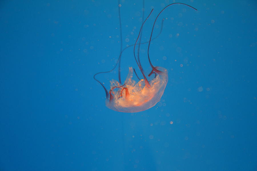 Baltimore Photograph - Jellyfish - National Aquarium in Baltimore MD - 121233 by DC Photographer