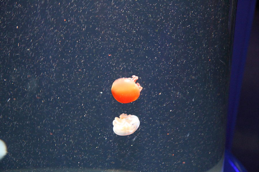 Baltimore Photograph - Jellyfish - National Aquarium in Baltimore MD - 121239 by DC Photographer