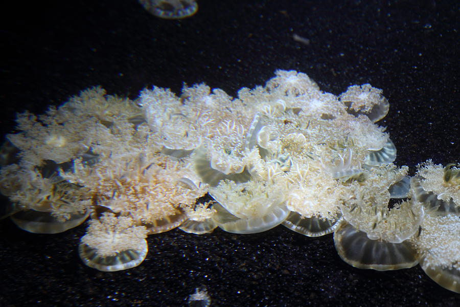 Baltimore Photograph - Jellyfish - National Aquarium in Baltimore MD - 121243 by DC Photographer