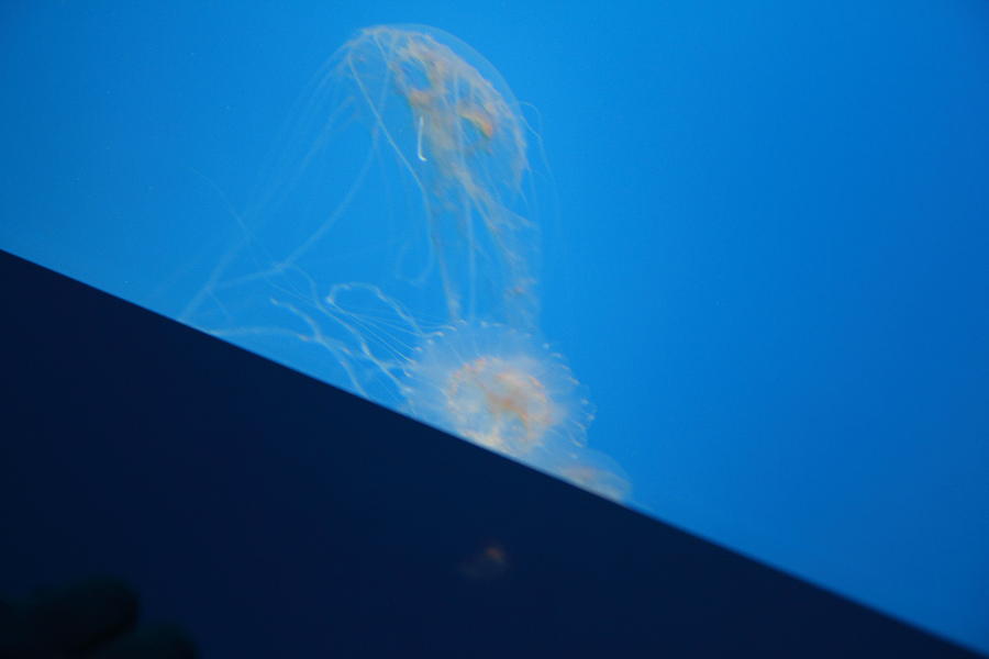 Baltimore Photograph - Jellyfish - National Aquarium in Baltimore MD - 121245 by DC Photographer