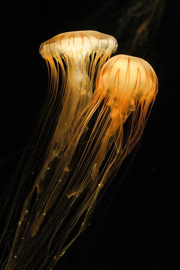 Jellyfish on Black Photograph by Angela Rath