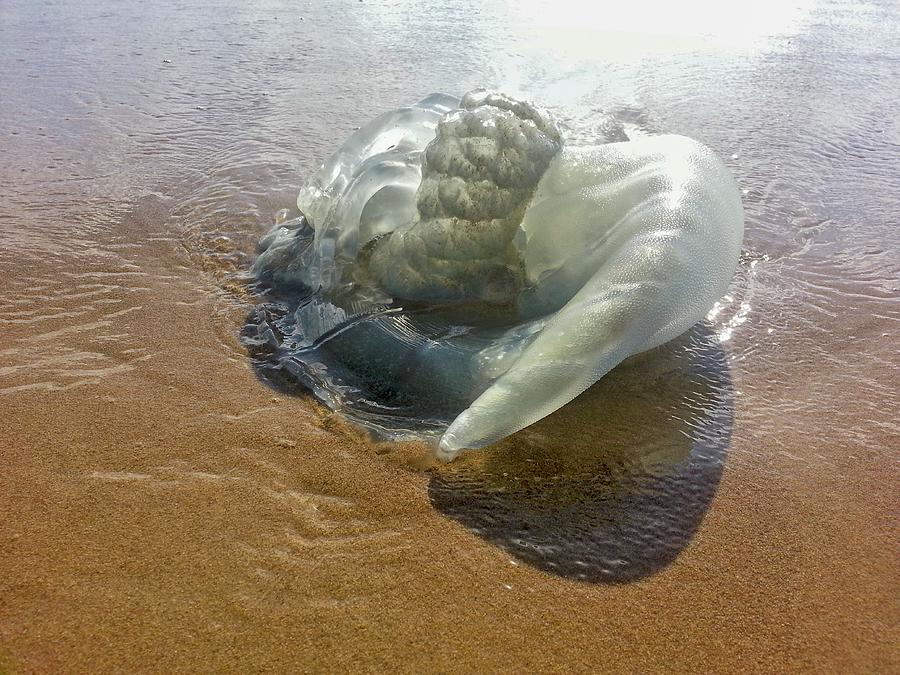 Jellyfish On The Beach Photograph by Photostock-israel
