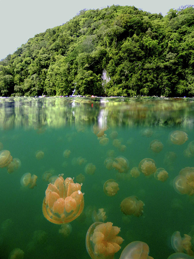 Jellyfish Overunder Photograph by Photo ©tan Yilmaz
