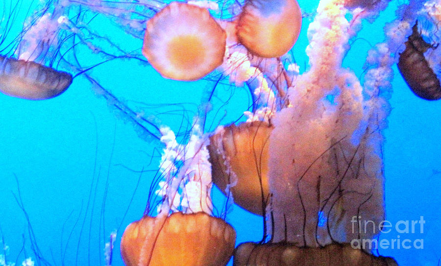 Jellyfish Party Photograph