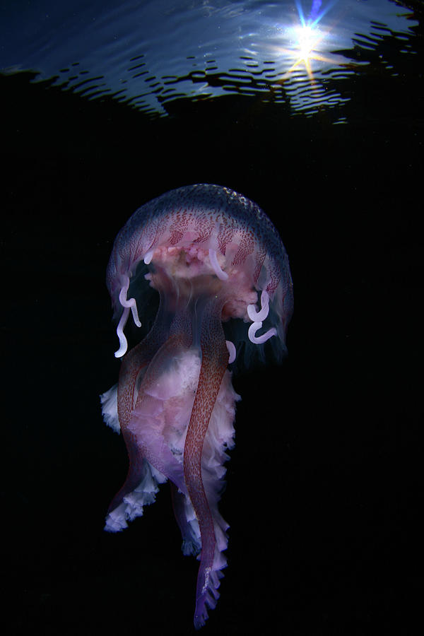 Jellyfish Pelagia Noctiluca Photograph by  548901005677